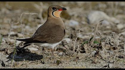 Collared Pratincole