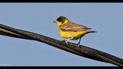 Karabaşlı kirazkuşu