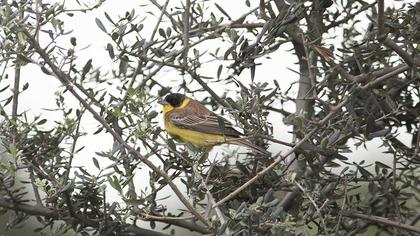 Karabaşlı kirazkuşu