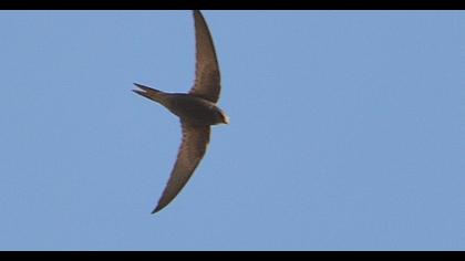 Common Swift