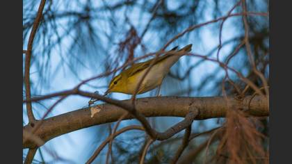 Wood Warbler