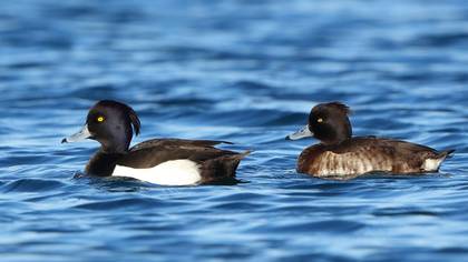 Tufted Duck