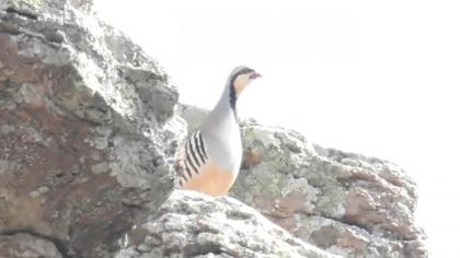 Chukar Partridge
