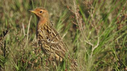 Kızılgerdanlı incirkuşu