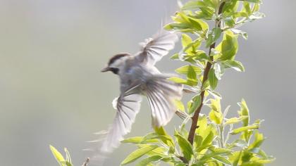 Akyanaklı baştankara