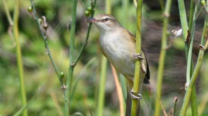 Büyük kamışçın