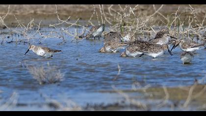 Karakarınlı kumkuşu
