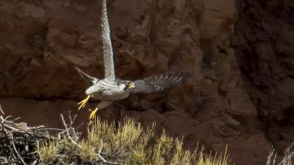 Peregrine Falcon