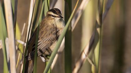 Kındıra kamışçını