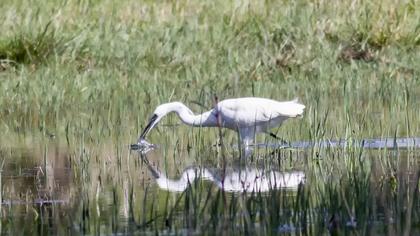 Küçük ak balıkçıl