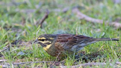 Cirl Bunting