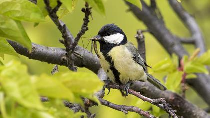 Great Tit