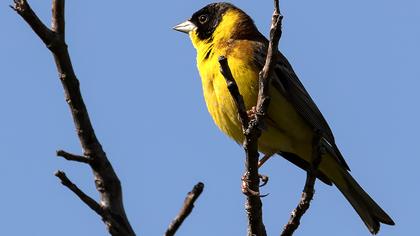 Karabaşlı kirazkuşu