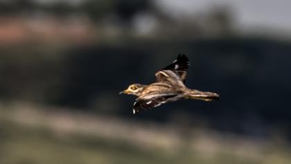 Eurasian Stone-curlew