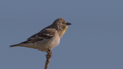 Sarıboğazlı serçe