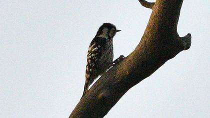 Küçük ağaçkakan