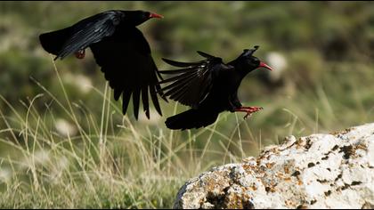 Kırmızıgagalı dağ kargası