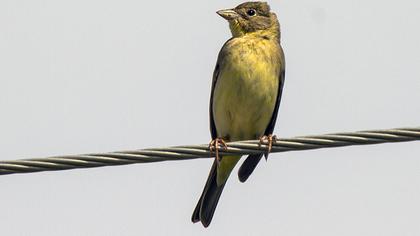 Karabaşlı kirazkuşu