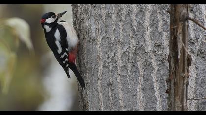 Orman alaca ağaçkakanı