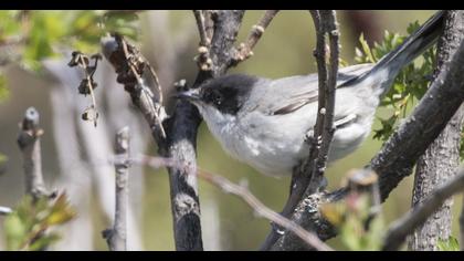 Eastern Orphean Warbler