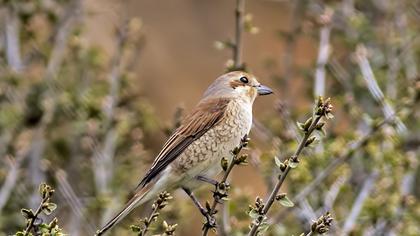 Kızılkuyruklu örümcekkuşu
