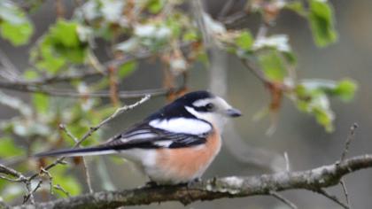 Maskeli örümcekkuşu