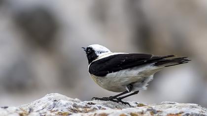 Aksırtlı kuyrukkakan