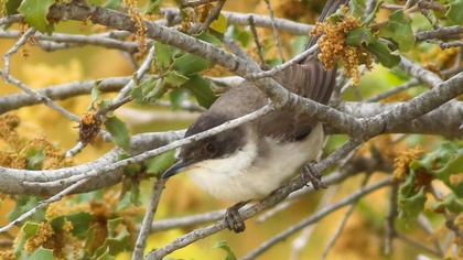 Eastern Orphean Warbler