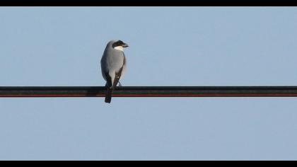 Karaalınlı örümcekkuşu