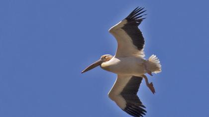 Great White Pelican