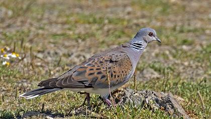 European Turtle Dove