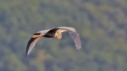 Erguvani balıkçıl