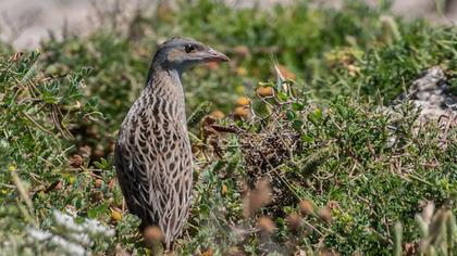 Bıldırcınkılavuzu