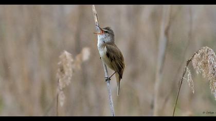 Büyük kamışçın