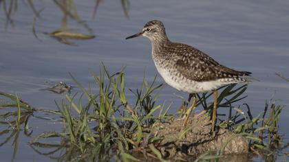 Orman düdükçünü