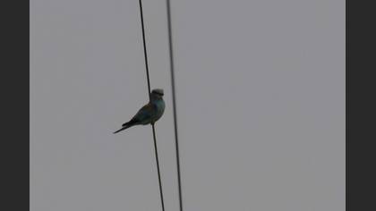 European Roller