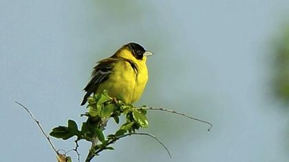 Karabaşlı kirazkuşu