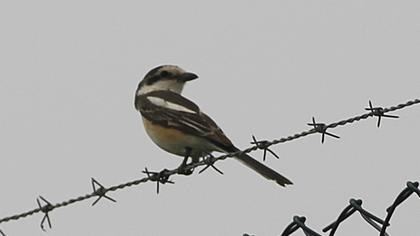 Maskeli örümcekkuşu