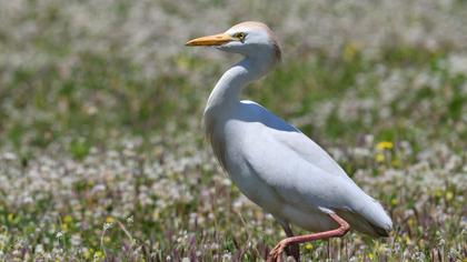 Sığır balıkçılı