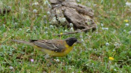 Karabaşlı kirazkuşu