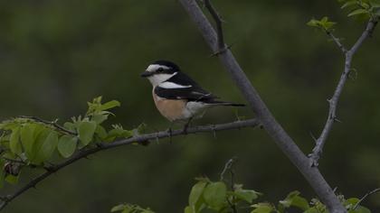 Maskeli örümcekkuşu