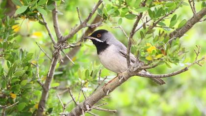 Karaboğazlı ötleğen