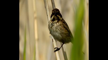 Bataklık Kirazkuşu