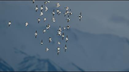 Karakarınlı kumkuşu
