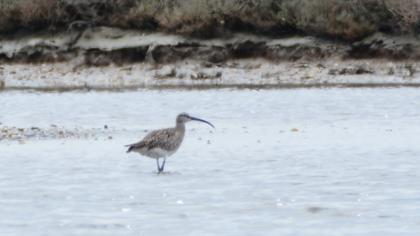 Sürmeli kervançulluğu