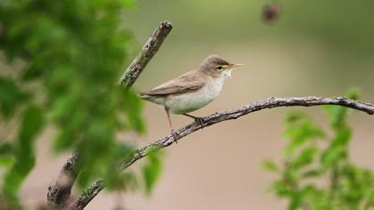 Eastern Olivaceous Warbler