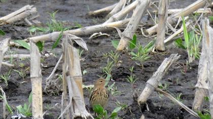 Kızılgerdanlı incirkuşu