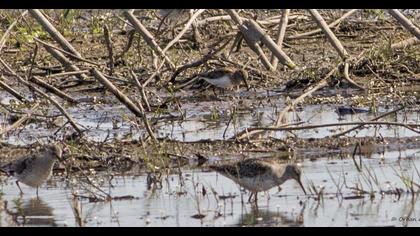 Sarıbacaklı kumkuşu