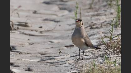Collared Pratincole