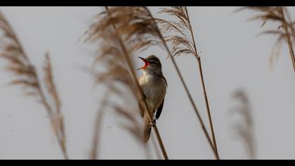 Büyük kamışçın